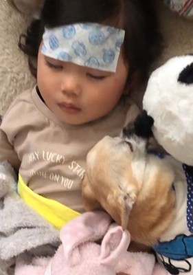 わんこたちが寄り添う