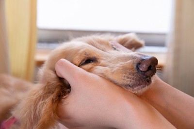 犬を撫でる手