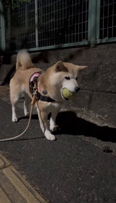 松ぼっくりから視線を外して立ち止まる犬