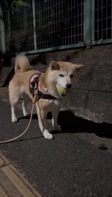 ボールを咥えながら飼い主を見つめる犬