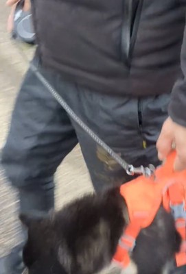 抱えられる犬アップ2