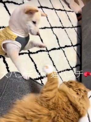 バトルが勃発！？