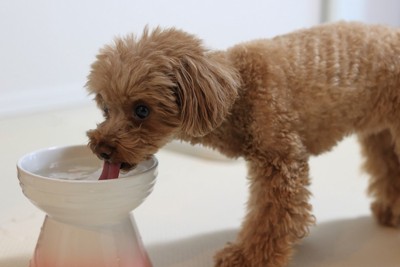 ボウルで水を飲む犬