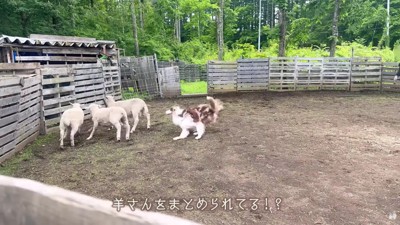 羊たちをコントロールするガルチェロちゃん