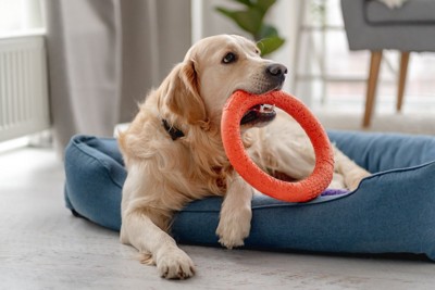 輪のおもちゃをくわえた犬