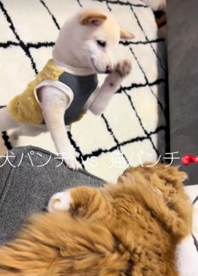 にゃんこにパンチするわんこ