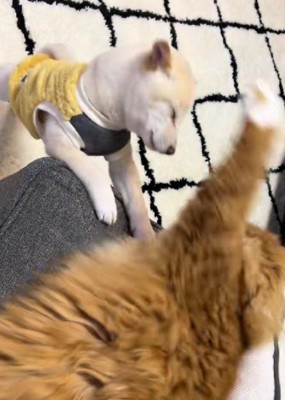 にゃんこの圧勝♪