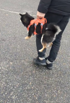 抱えられる犬の後ろ姿2