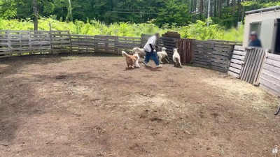 ママと一緒に羊を追いかける