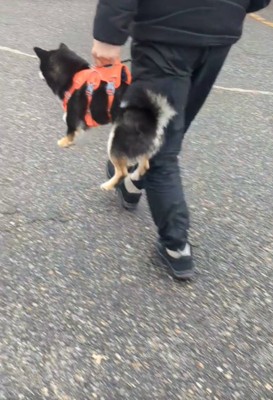 抱えられる犬の後ろ姿3