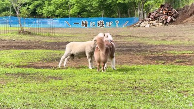 「友達になろう!!」