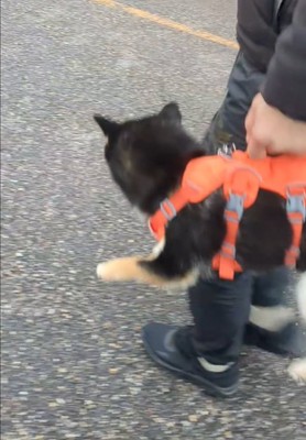 抱えられる犬の後ろ姿1