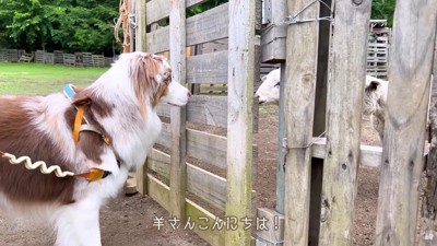 自分から近付いて挨拶