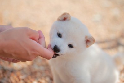 指を噛む子犬