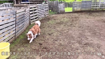 羊に興味を示さないリーリエちゃん