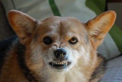 怒って唸る犬