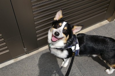 散歩を終えて満足気な犬