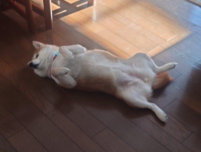 床
