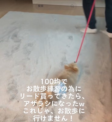 引きずられる犬4