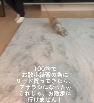 引きずられる犬2