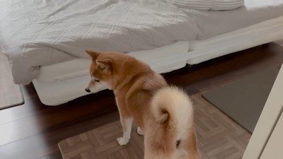 切ない姿に愛を感じます
