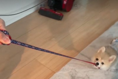 リードを咥える犬