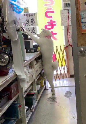 新人の梅子ちゃんは…