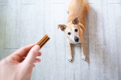 伏せをする犬