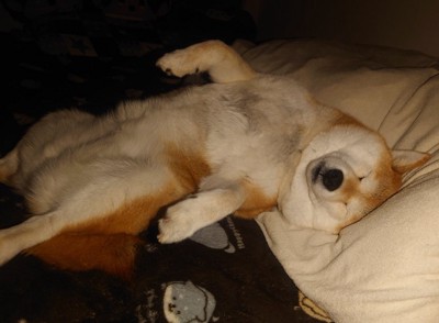 ヘソ天