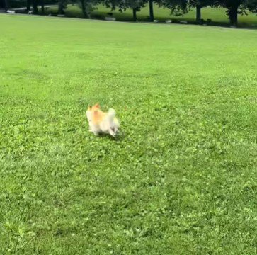 他の犬の誘いを巻いて…