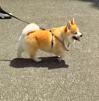散歩する犬