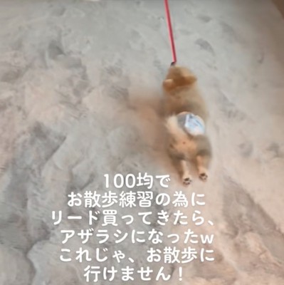 引きずられる犬