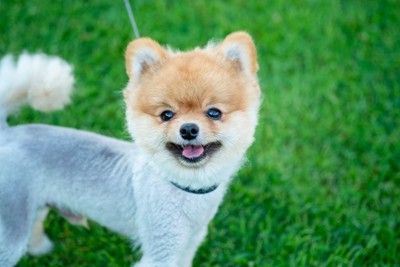 ポメラニアン、サマーカット