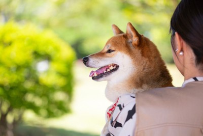 抱っこされている柴犬