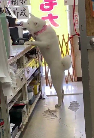 カウンターで仕事中！？