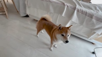 学校に行ったと聞いて、しょんぼり…