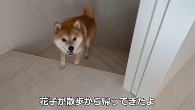 お散歩から帰ってきたら…
