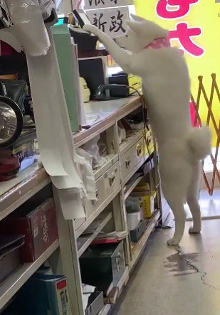 頼もしい梅子ちゃんでした