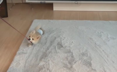 前足でバランスをとる犬