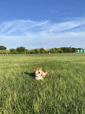 お昼寝
