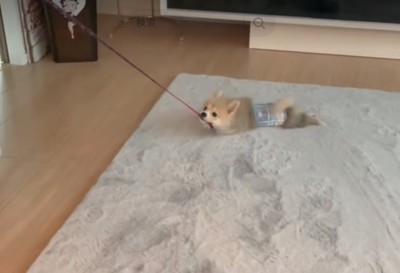 引きずられる犬3