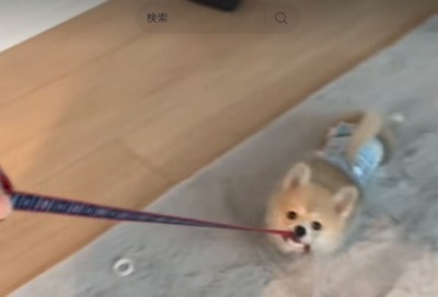 リードを咥える犬2