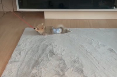 前足を出す犬
