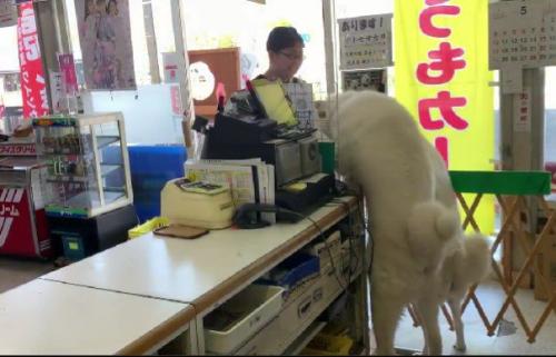 思わず駆け寄る2匹