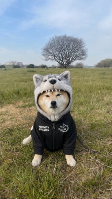 狼