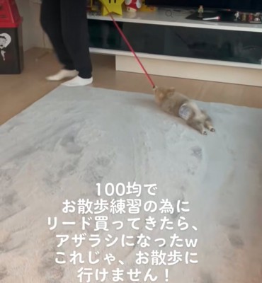 引きずられる犬5