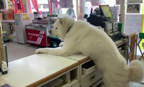 店番する2匹の秋田犬