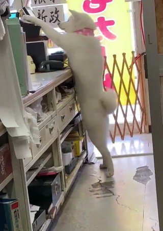 自主的にレジの練習♪