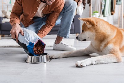 ごはんを食器に入れる、見ている犬