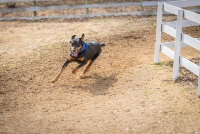 走っている犬